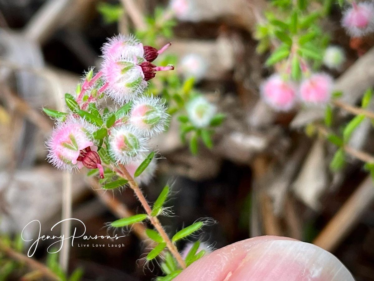 JennyPaPB's tweet image. Erica bruniades showing off the unmistakable pretty hairy rounded flowers with the maroon coloured stamens visible. Likes a wet #marshy habitat and is #endemic to south western Cape

#winter #ericaceae #fynbos #biodiversity #wildflowers #pringlebayfynbos #TwitterNatureCommunity