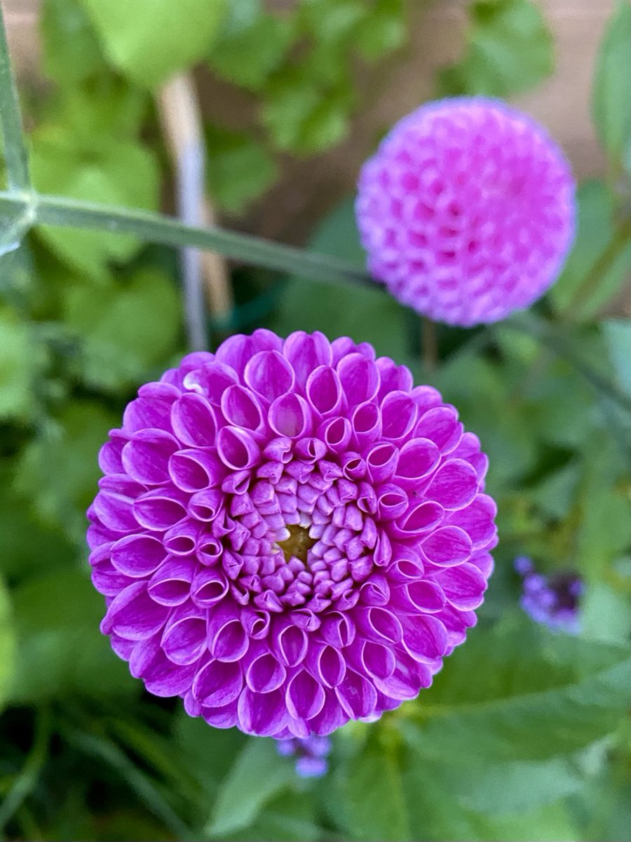 SophieH25306579's tweet photo. My dahlias are really slow this year (except for the renegades in the greenhouse😬) So happy to see the first ones pop up in the garden! Meet Franz Kafka 😁 #gardening #dahlia #flower #summerborder https://t.co/r7pAKq1jn6