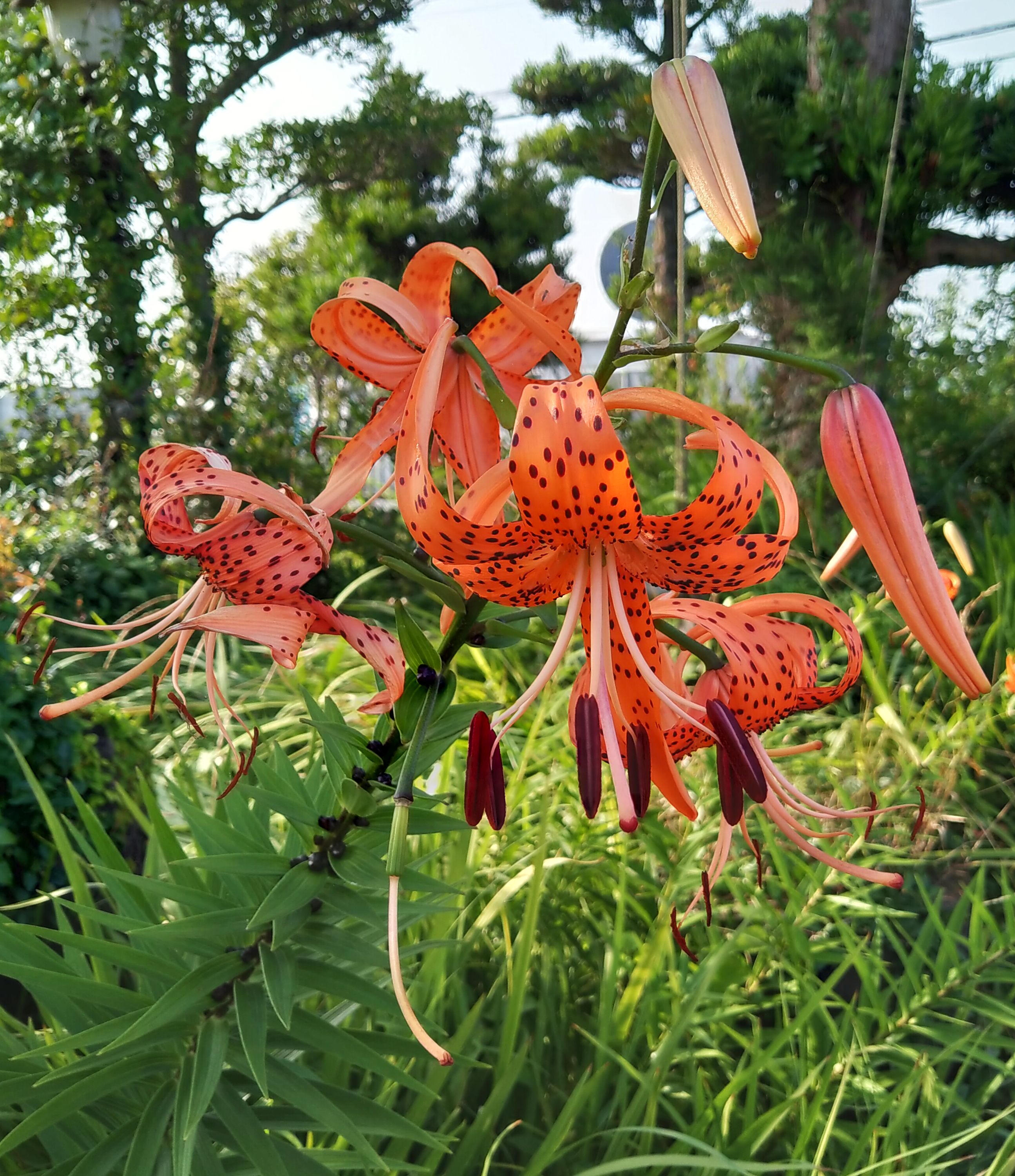 こころんグリーン うちの横の空き地にオニユリが咲いていました オレンジに黒の斑点の大きな花がたくさん咲いています この時期にまとまって咲いています オニユリ オレンジの花 黒い斑点の花 大きな花 夏の花 夏 園芸品種 園芸 ガーデニング