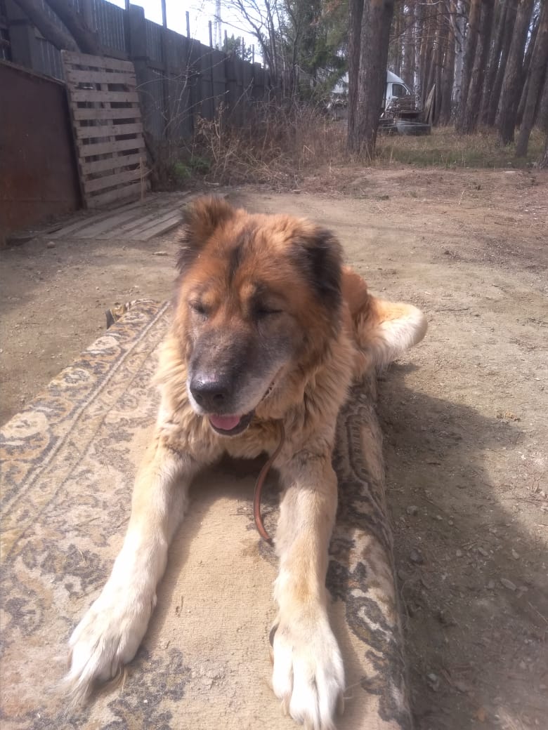 𝓚𝓸𝓽 𝓞𝓼𝓽𝓪𝓹 tweet media