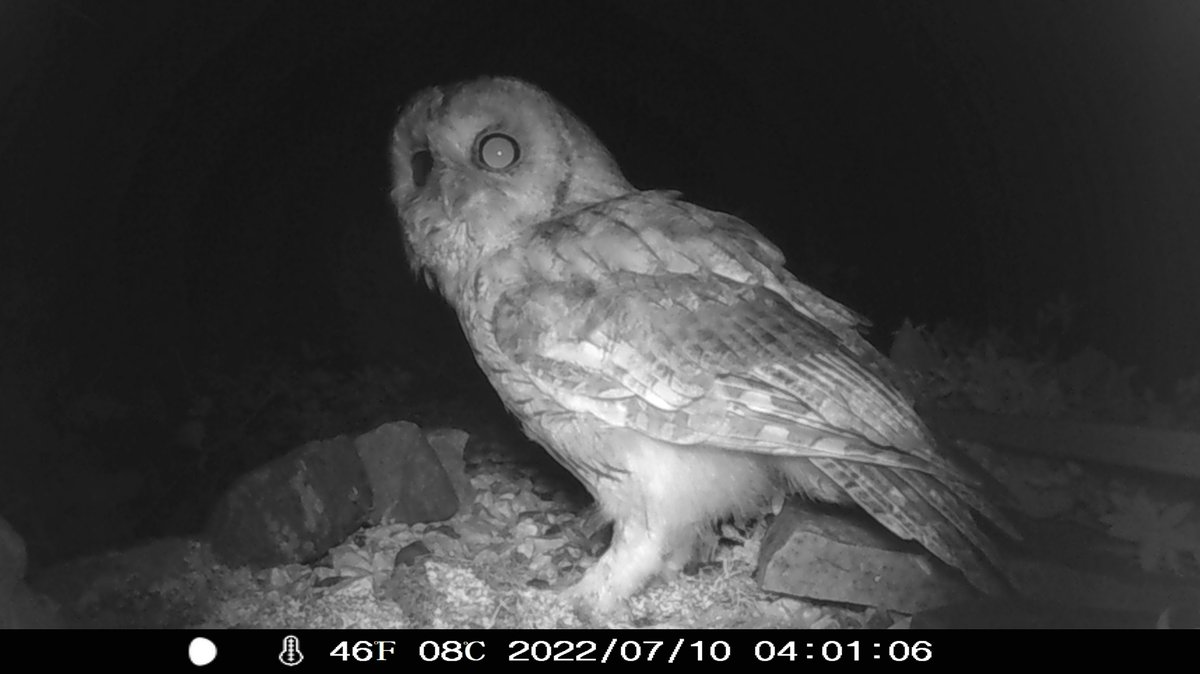 Beautiful owl captured on camera last night at our back garden pond