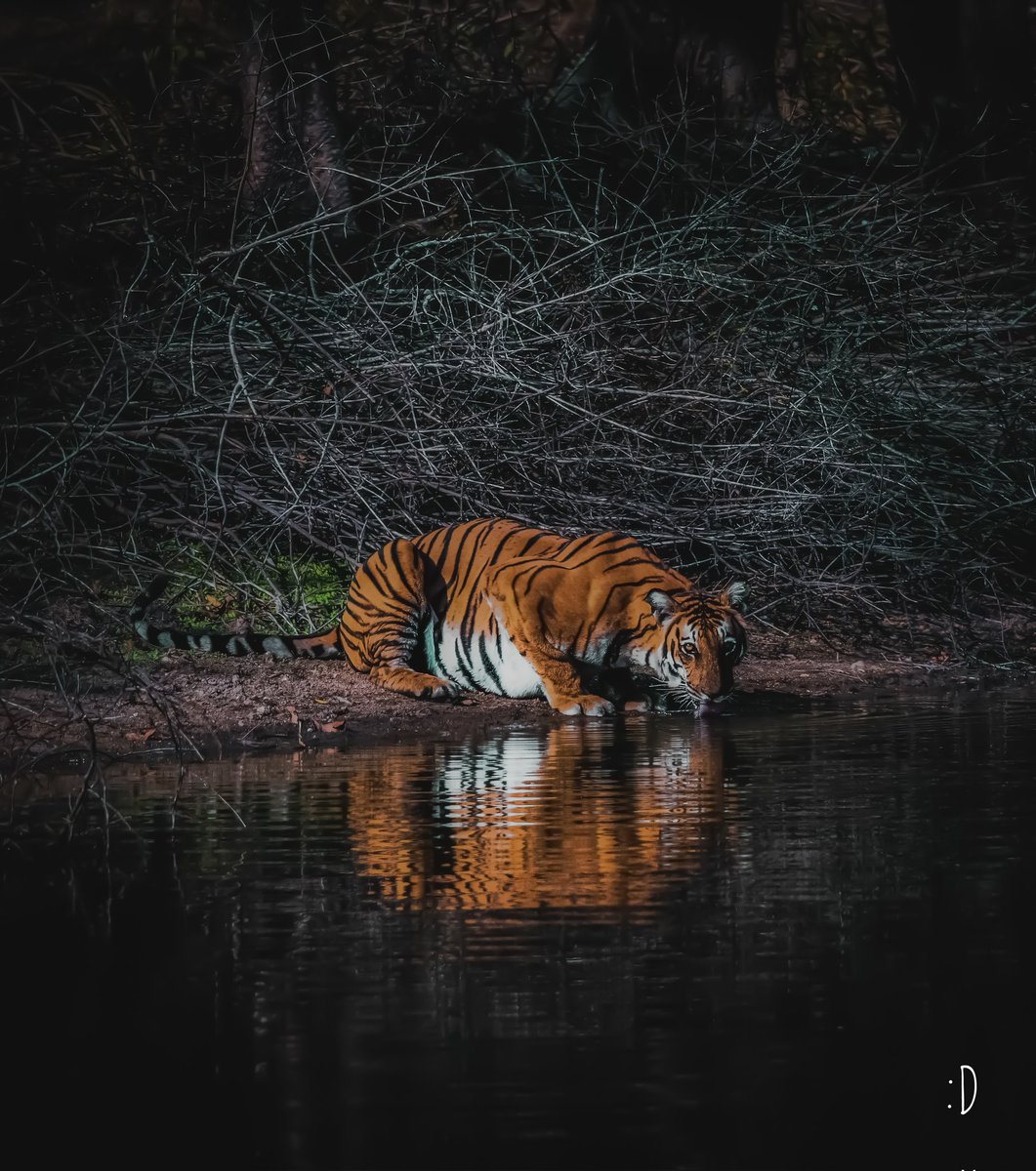 vishwaroopa19's tweet image. Tiger quenching his thirst from the woods of....
Western Ghats 
Nikon Gears 
2020
#NaturePhotography
#BirdsSeenIn2021
#beauty
#wildindiaecotours #birds #birdphotography #birdwatching #wildlifephotography #twitternaturecommunity #IndiAves #Luv4Wilds @Avibase