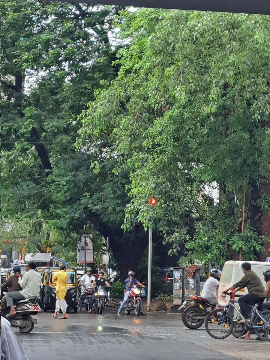TriptiKahlon's tweet photo. Knock Knock @MTPHereToHelp  can this be taken care.. traffic light hidden behind tress at Movietime signal  Evershine nagar Malad west https://t.co/rAoRsZGUj2