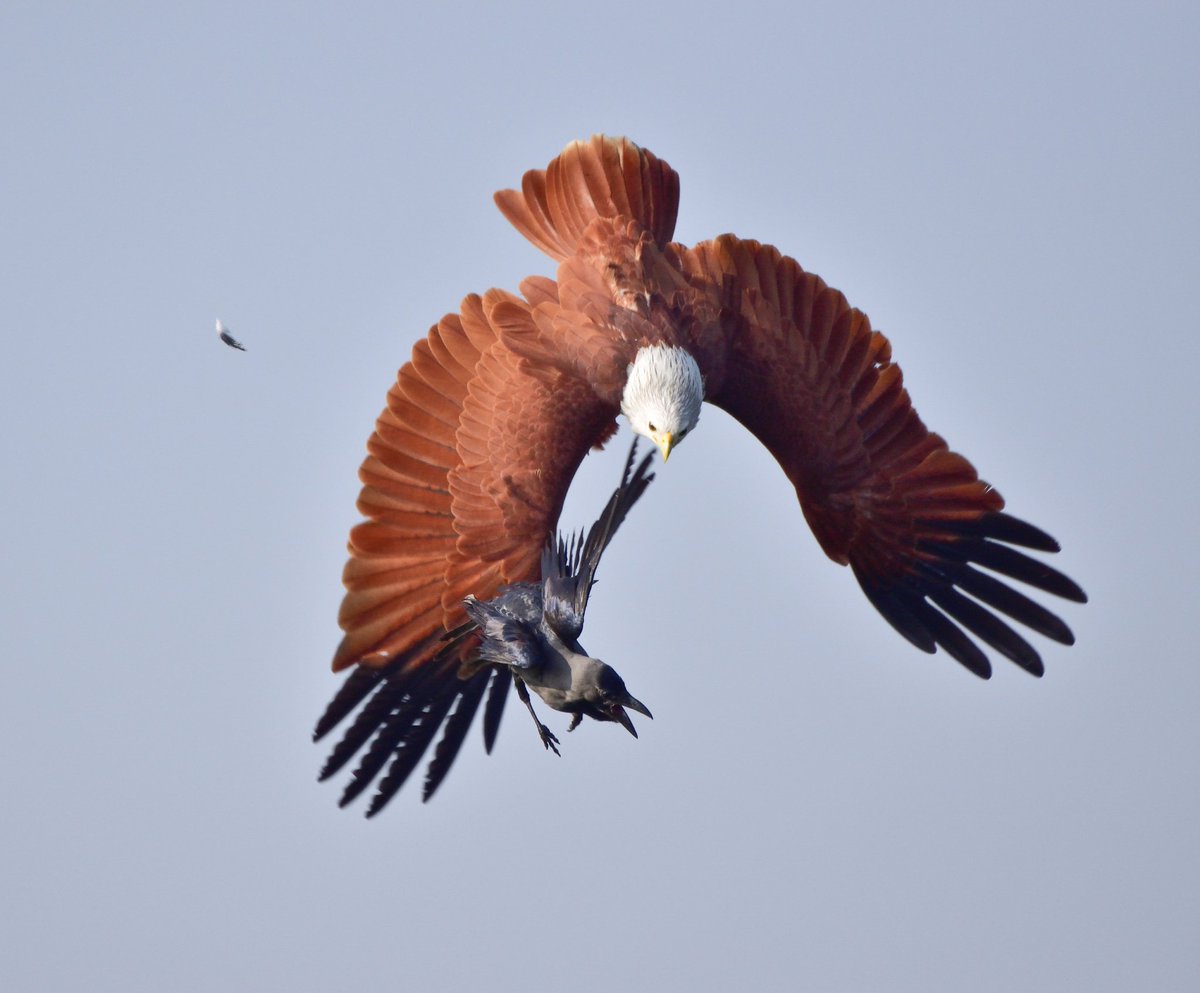 vishwaroopa19's tweet image. This handsome raptor at out skirts of Bangalore made speechless. Only shutter clicks. Brahminy kite attacks crow@IndiAves @Canon_India #TwitterNatureCommunity #birdphotography #birdphotography #birding  #TwitterNaturePhotography #Raptors