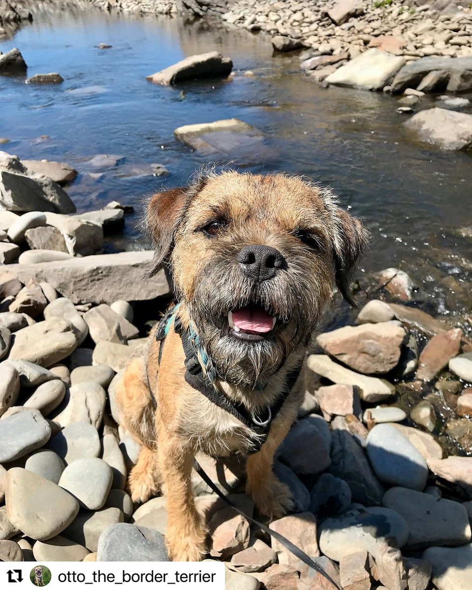 HartlandAbbey's tweet photo. We adore these photos! 🐶 Beautiful, well behaved dogs like Otto are always welcome at #HartlandAbbey! ♥️
📸otto_the_border_terrier
Todays smiles come from #HartlandAbbey Saw a really tall echium, said hi to a donkey & walked to the sea🌊
#dogsonholiday #devondogs #borderterrier https://t.co/cE0I3DL4Xq