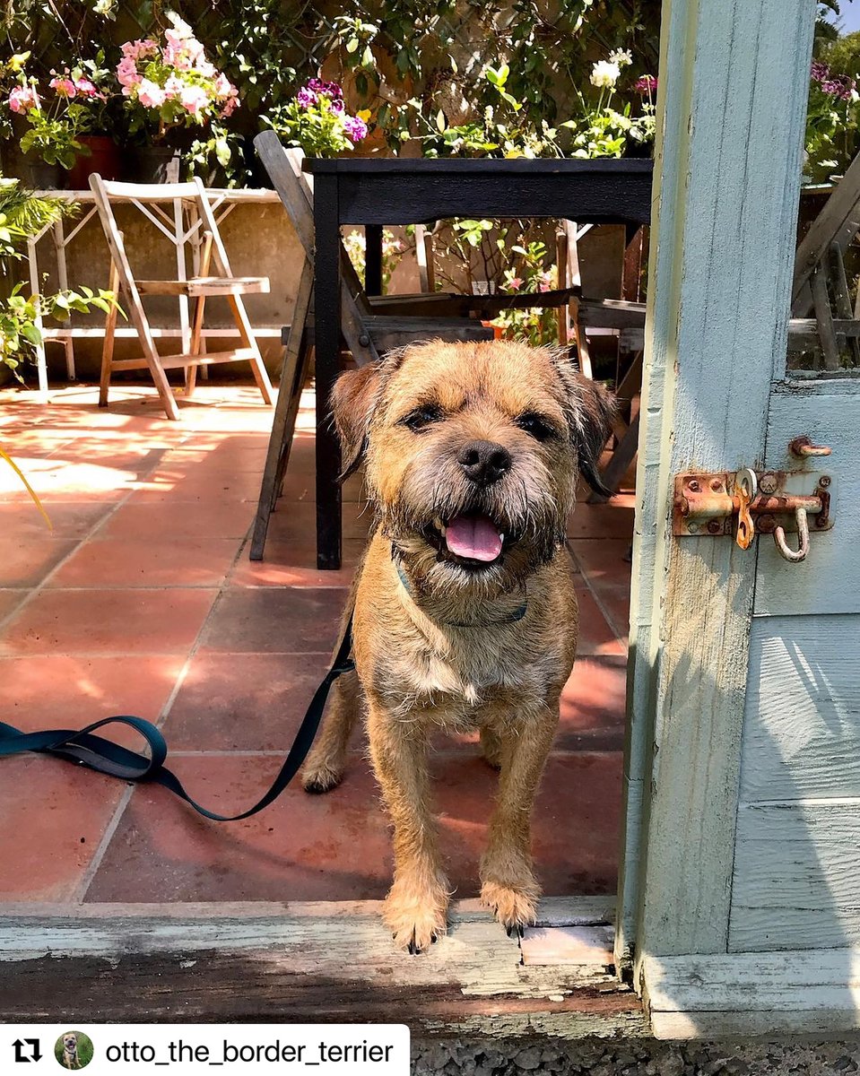 HartlandAbbey's tweet photo. We adore these photos! 🐶 Beautiful, well behaved dogs like Otto are always welcome at #HartlandAbbey! ♥️
📸otto_the_border_terrier
Todays smiles come from #HartlandAbbey Saw a really tall echium, said hi to a donkey & walked to the sea🌊
#dogsonholiday #devondogs #borderterrier https://t.co/cE0I3DL4Xq
