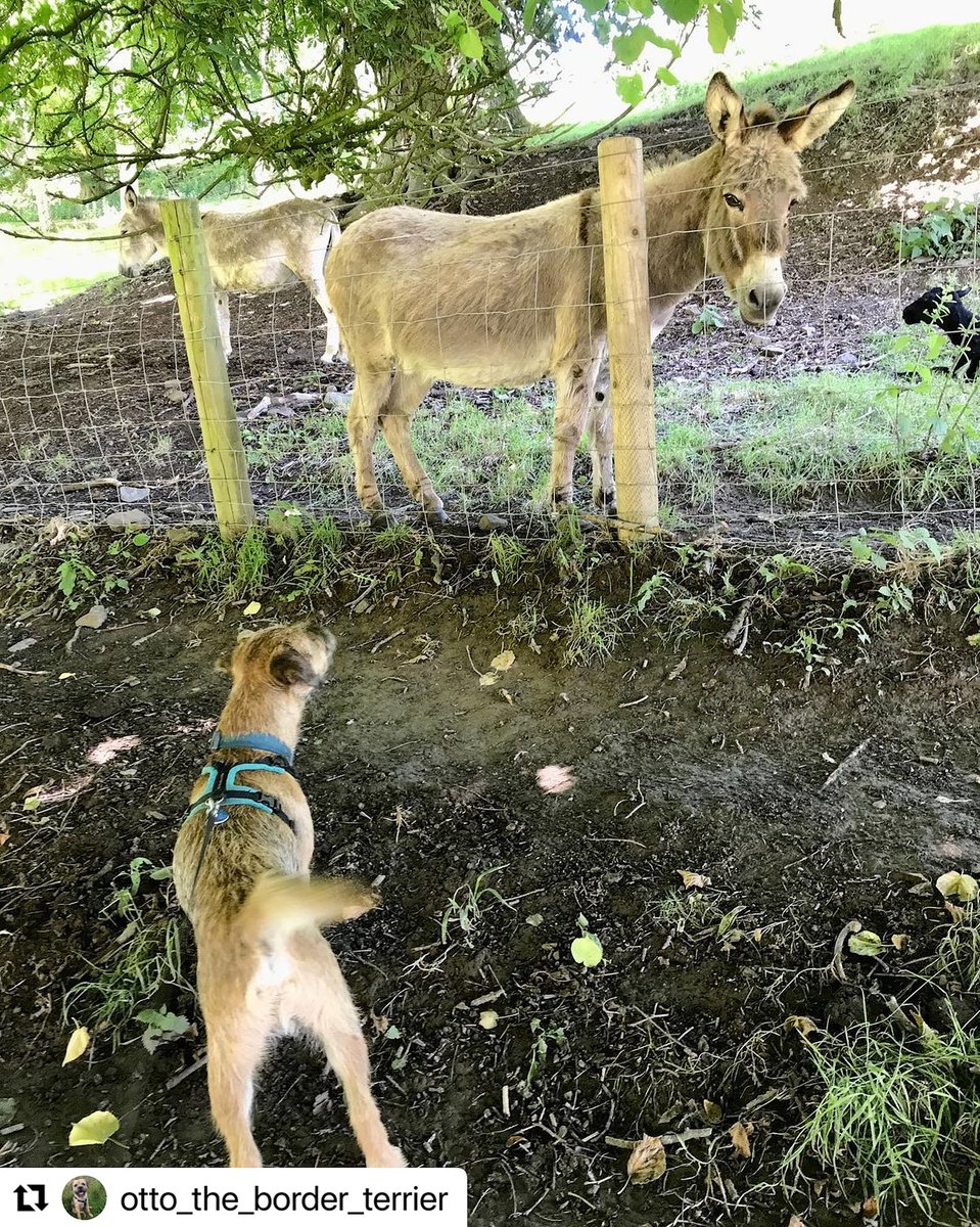 HartlandAbbey's tweet photo. We adore these photos! 🐶 Beautiful, well behaved dogs like Otto are always welcome at #HartlandAbbey! ♥️
📸otto_the_border_terrier
Todays smiles come from #HartlandAbbey Saw a really tall echium, said hi to a donkey & walked to the sea🌊
#dogsonholiday #devondogs #borderterrier https://t.co/cE0I3DL4Xq