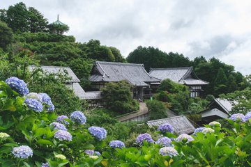 麻綿原高原にある妙法生寺天拝園の2万株の紫陽花7月見頃になり撮影してきた タカフォトズログ