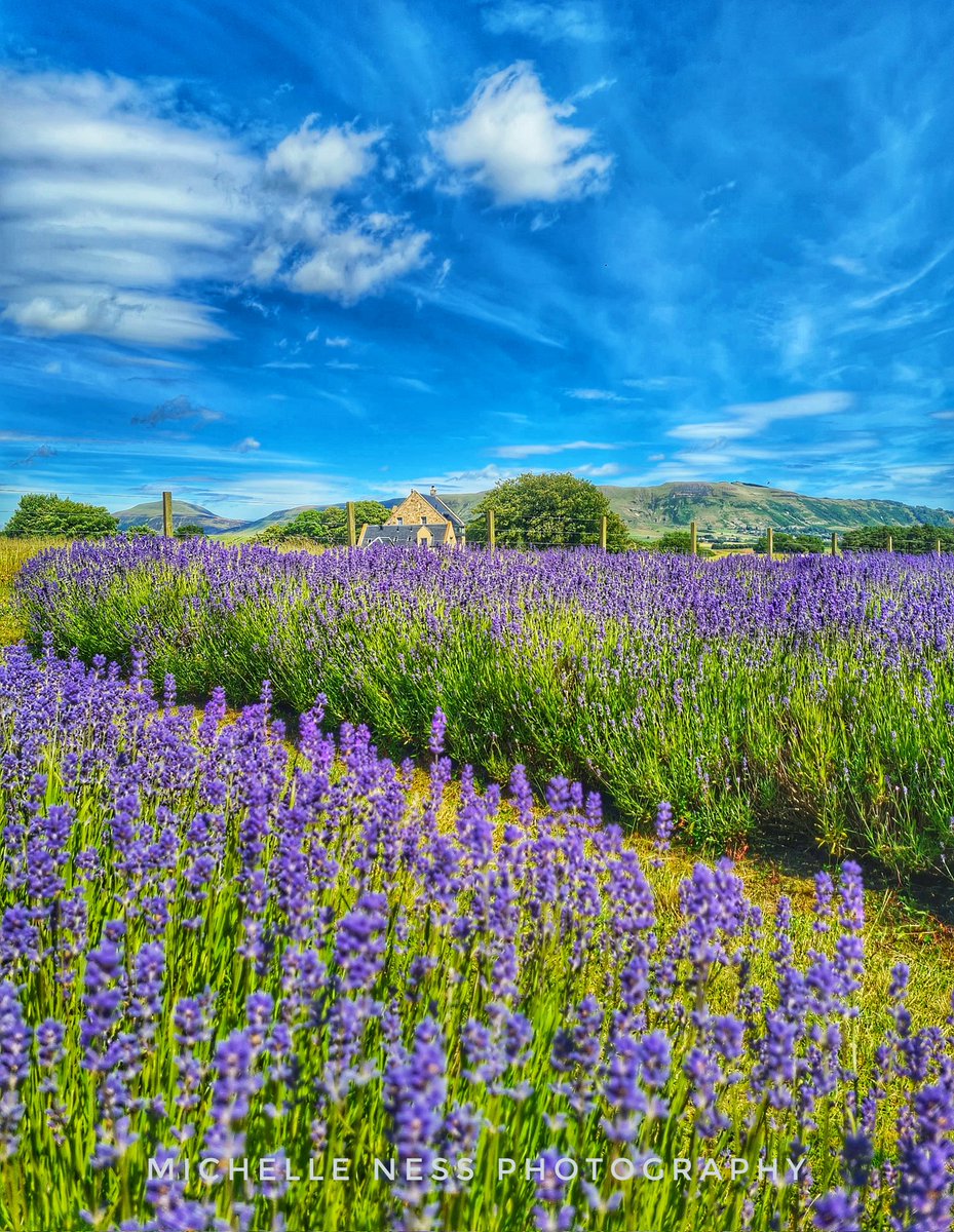 The Scottish Lavender Oil fields at Perth&amp;Kinross are just absolutely beautiful. Those scenes and smells! 💜🏴󠁧󠁢󠁳󠁣󠁴󠁿 #ScottishLavenderOils #lavender #wildflowerhour #VisitScotland #ScotlandIsNow #ScotlandIsCalling #ThePhotoHour #StormHour <a href="/VisitScotland/">VisitScotland</a> <a href="/ThePhotoHour/">#ThePhotoHour</a> <a href="/visitperthshire/">visitperth</a>