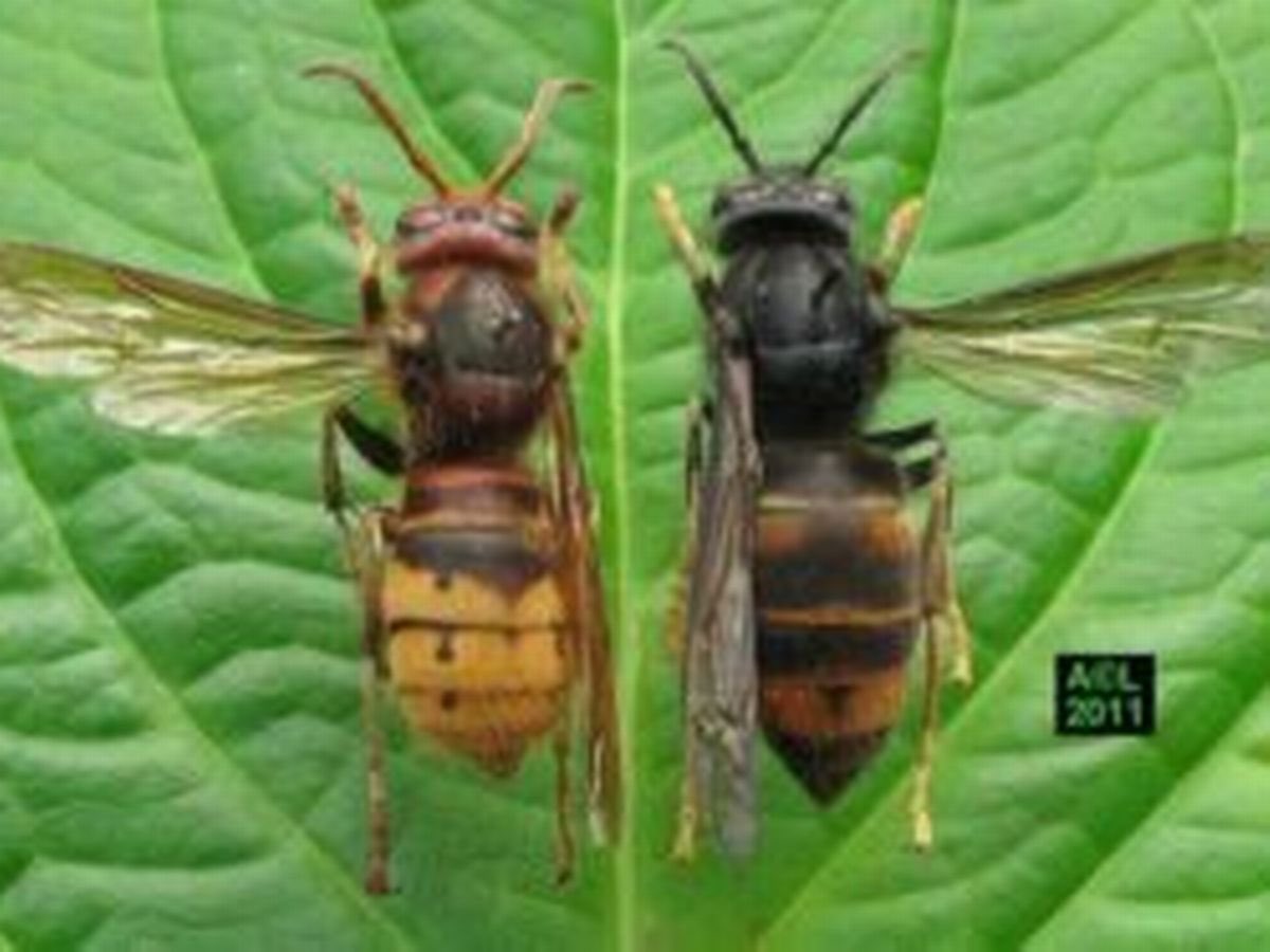 HornetWatch's tweet photo. @samiab9 Hi Samia, did it look like the hornet on the left, or was it more like the hornet on the right? https://t.co/54n4YUZdNQ