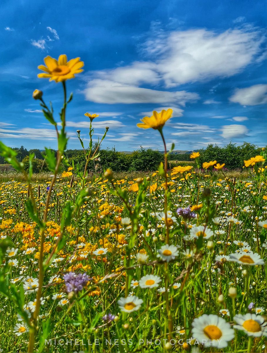 It's all too beautiful 🌼🌿🏴󠁧󠁢󠁳󠁣󠁴󠁿 #wildflowerhour #wildflower #flowers #Scotland #scottishlavenderoils #lavender #VisitScotland #nature #NaturePhotography #picoftheday #ThePhotoHour #StormHour #ScotlandIsNow <a href="/VisitScotland/">VisitScotland</a> <a href="/visitperthshire/">visitperth</a> <a href="/ThePhotoHour/">#ThePhotoHour</a> <a href="/StormHour/">#StormHour</a>