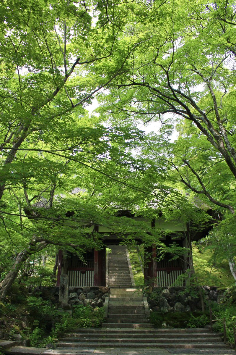 chitaka45's tweet photo. 常寂光寺
Jojakkoji temple 
#kyoto #京都　#arashiyama #嵐山　#常寂光寺　#そうだ京都行こう https://t.co/MG3KoQVB0l