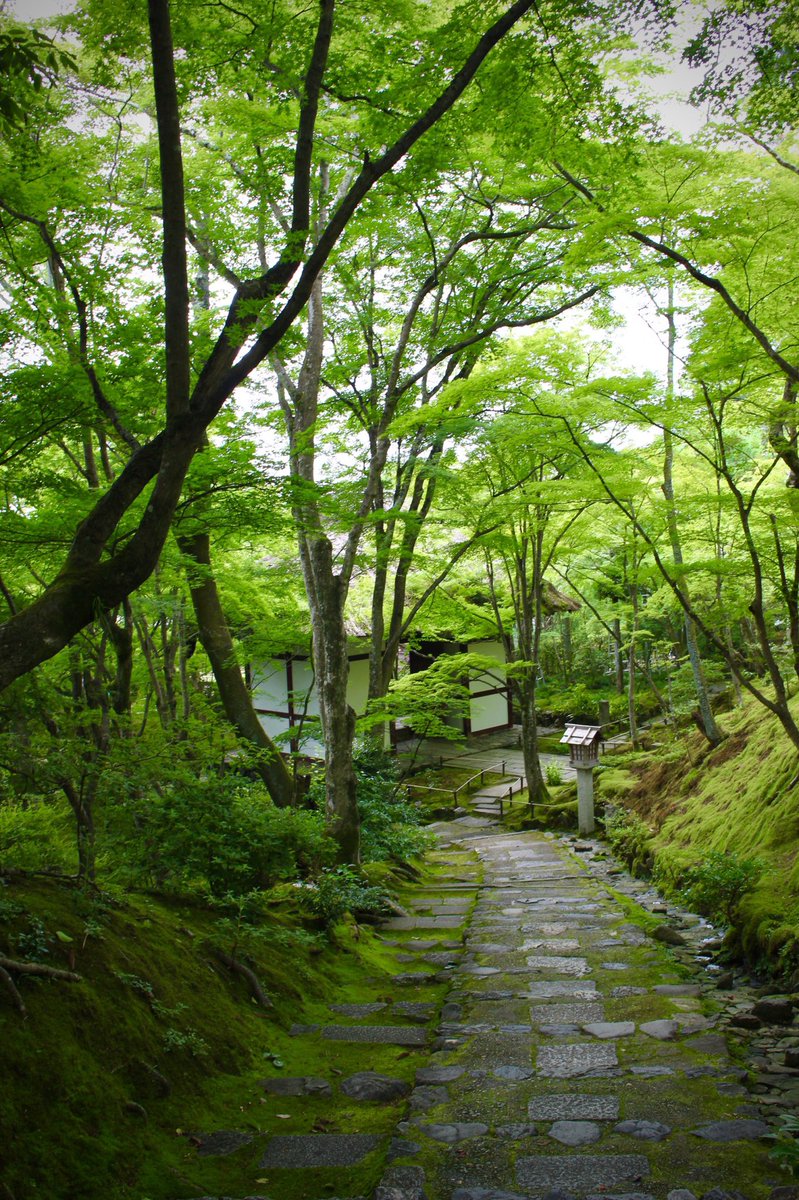 chitaka45's tweet photo. 常寂光寺
Jojakkoji temple 
#kyoto #京都　#arashiyama #嵐山　#常寂光寺　#そうだ京都行こう https://t.co/MG3KoQVB0l