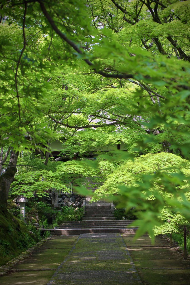chitaka45's tweet photo. 常寂光寺
Jojakkoji temple 
#kyoto #京都　#arashiyama #嵐山　#常寂光寺　#そうだ京都行こう https://t.co/MG3KoQVB0l