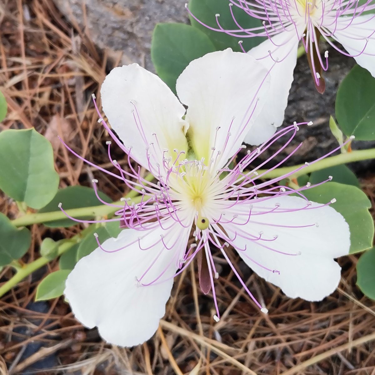 pepebareaarco's tweet photo. Buenos días a la Comunidad del Bosque
Flor de la alcaparra
#NoPerderLaBellezaRadio3 en el @BosqueHabitado https://t.co/SR2aPNE5t0