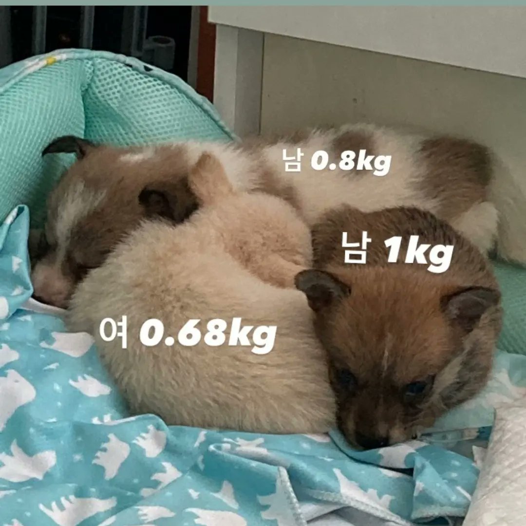 Darae_Hami's tweet photo. 님들아
소형견 + 생일 뚜렷한 와기 입양 가까이에 잇어
부모견 소형견이고 5월 20일 출생 
가좍 찾는다 https://t.co/nlP0TE3OLK