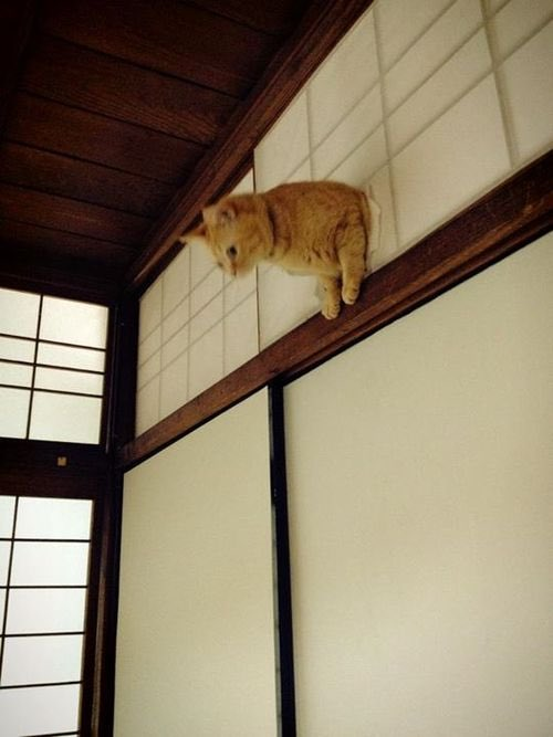 TranslatedCats's tweet photo. Excuse me from above. https://t.co/xU29vwAEyZ