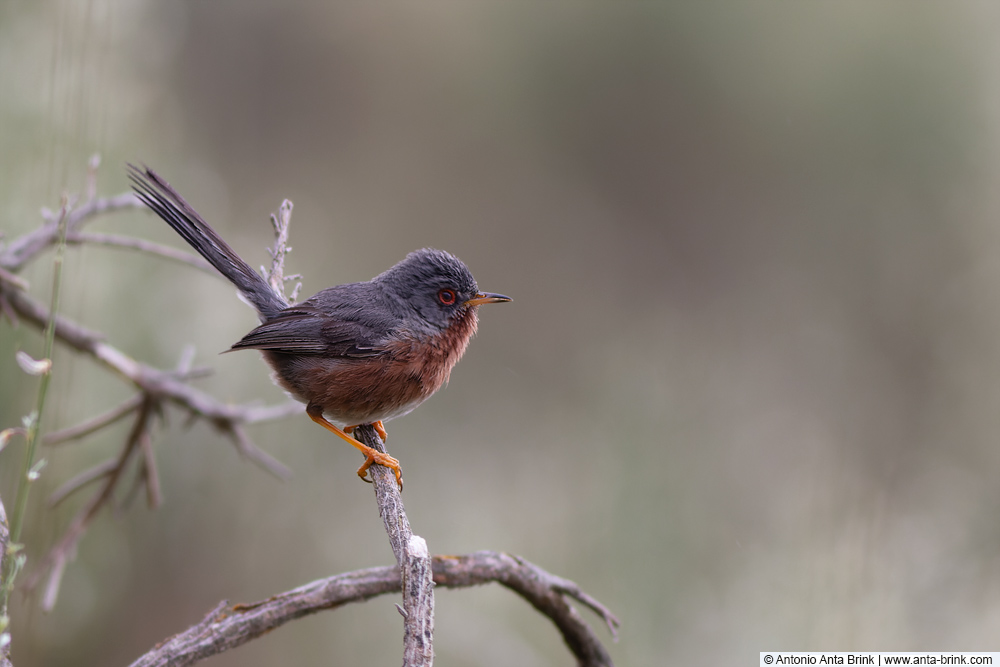 New pic in blog: Dartford Warbler - Provencegrasmücke - Sylvia undata. Extremadura, Spain. anta-brink.com/dartford-warbl… #birds #extremadura #birdphotography #NaturePhotography #birding