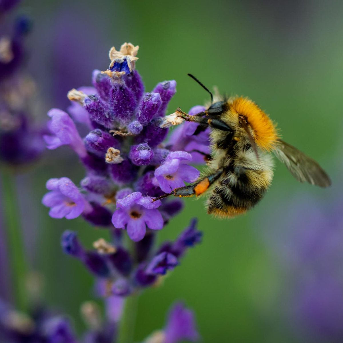 Unsere Insekten finden keine Nahrung mehr auf dem Land und ziehen sich in den urbanen Raum zurück. Deshalb ist es wichtig, ihnen hier genügend Nahrung zur Verfügung zu stellen!
Mein Tipp: Pflanzt Lavendel, Klee, Dahlien, etc.  Bitte retweeten!
#Klimakrise #Hitzewelle #Bienen