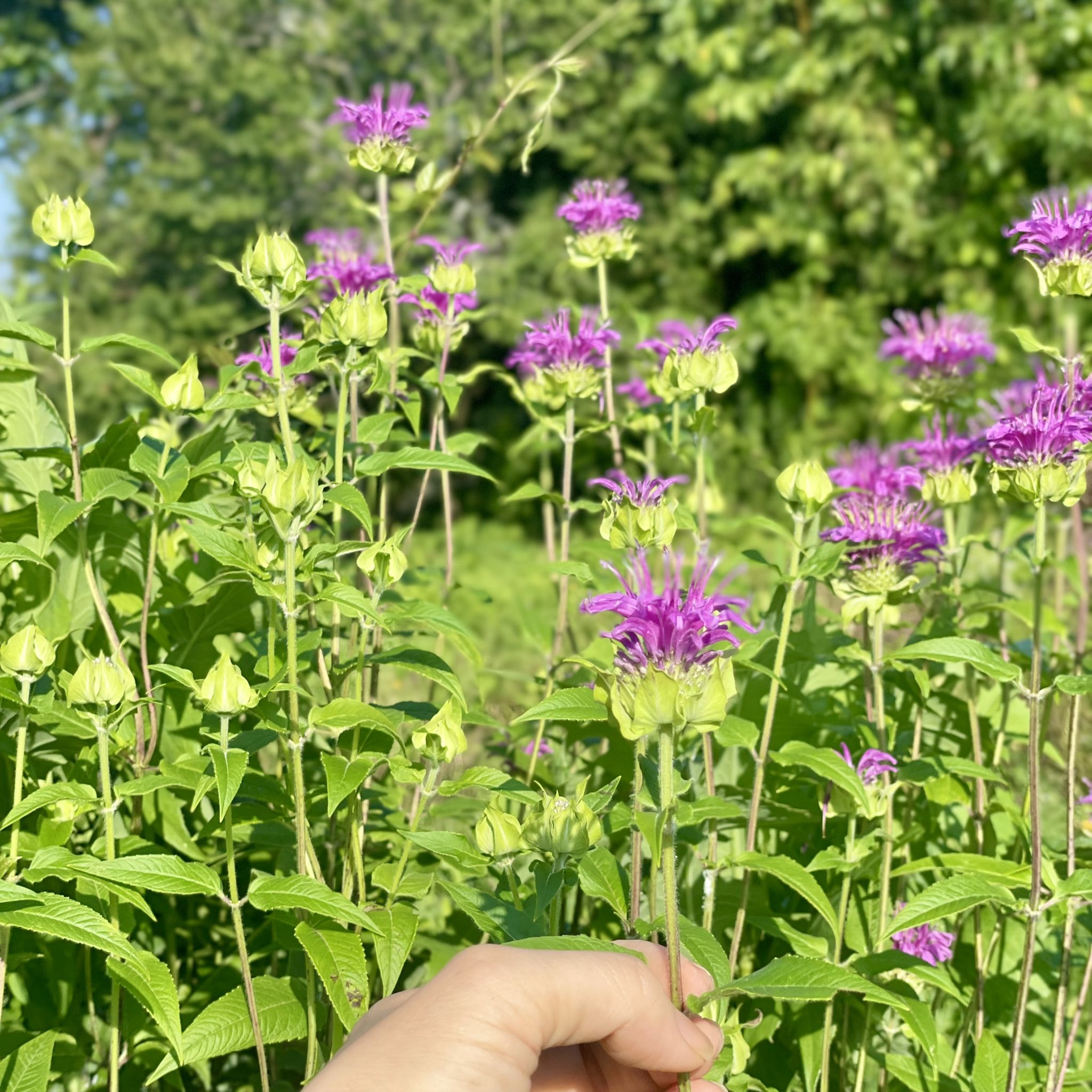 Kaoluna 和草ハーブ農園 ときどき野草摘み暮らし Kaoluna Farm Twitter