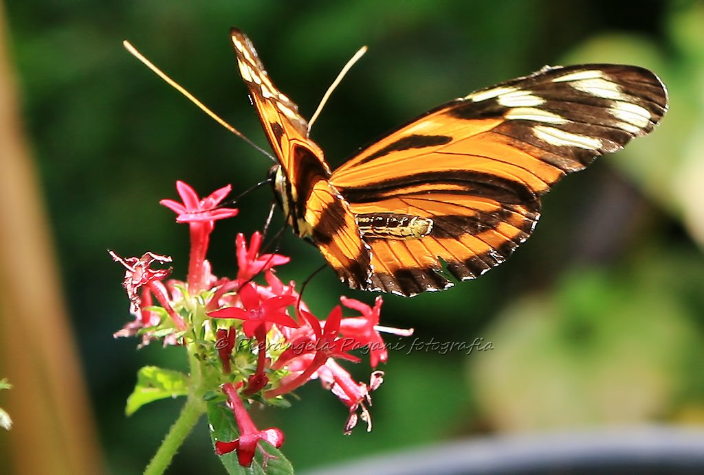 ferrarisergio4's tweet image. Sia giorno affabile e buono.🐱🐱🐱