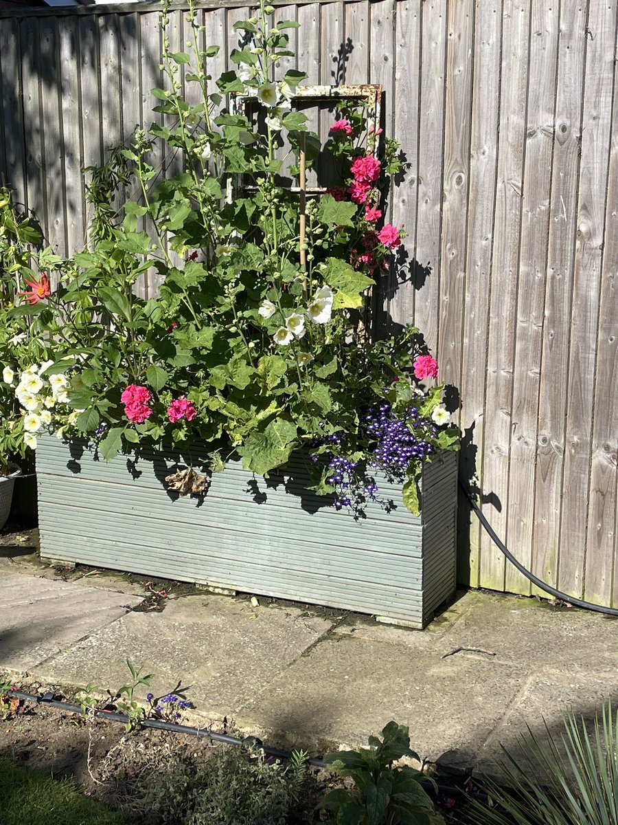 ThreadandWord's tweet photo. Sunday view back garden and front garden ( with Dahlia bonus grown from seed 😉) . Fab sunny day makes your heart sing ! Hope you can enjoy it too. #tankerton #kent #tankertonslopes #coastalliving https://t.co/3pAxhltnFC