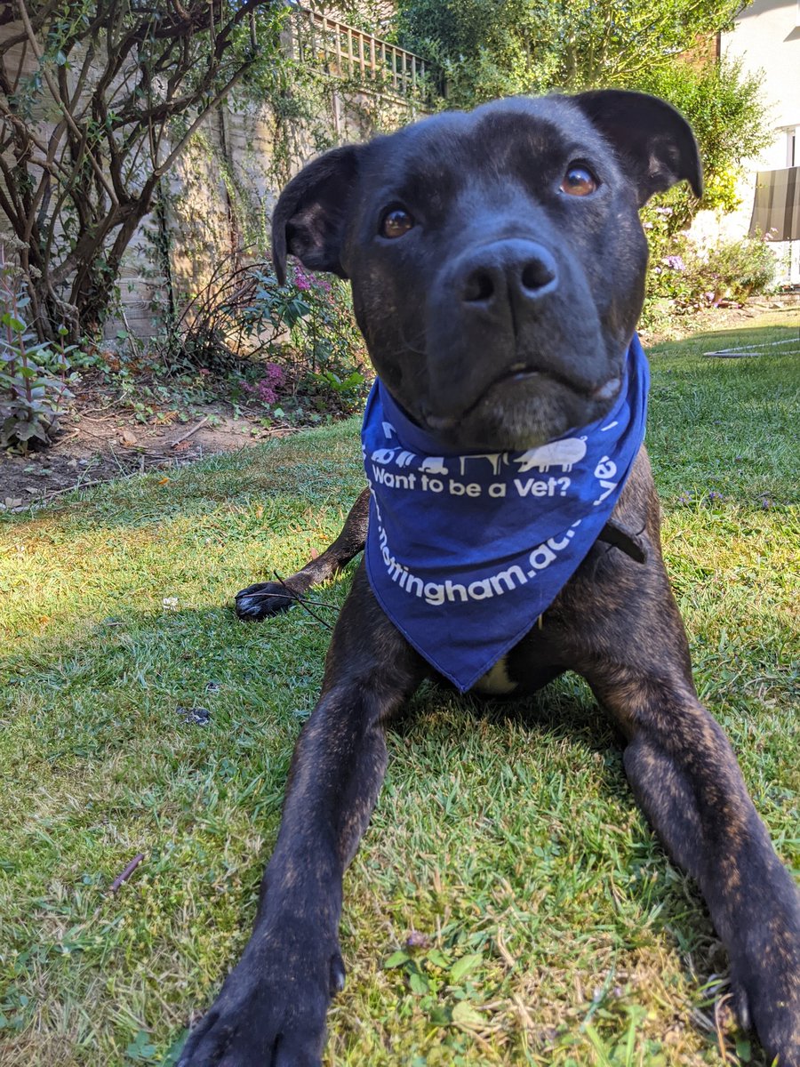 Thank you to all the team involved in organising <a href="/VetEd2022/">VetEd2022</a> and to the amazing #veterinaryeducation colleagues from around the world! #JustJack has been wearing his bandana since we came home (don't tell #surreyvet!) 😂