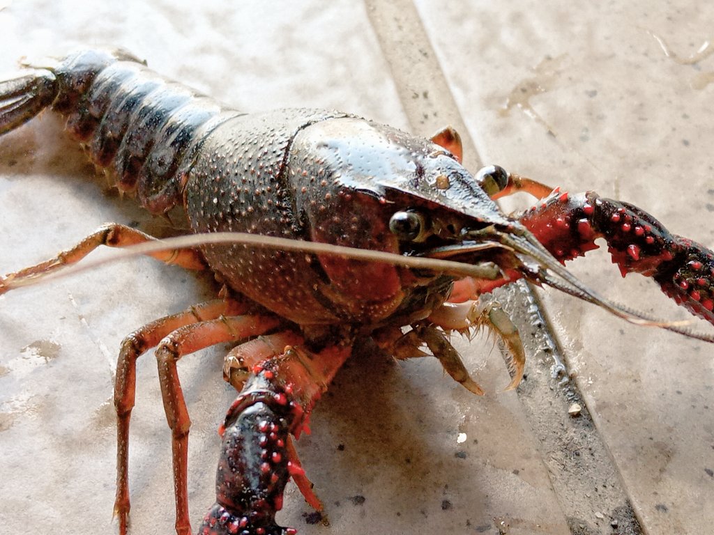 Viiレーヴェ 近くの沼行ったら色々とれた 泳いでるのがカダヤシじゃなくて全部メダカでびっくり ヨシノボリ ハゼ スジエビ アメリカザリガニ メダカ 魚類好きと繋がりたい T Co Xrlitttmfg Twitter