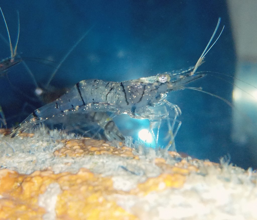 Viiレーヴェ 近くの沼行ったら色々とれた 泳いでるのがカダヤシじゃなくて全部メダカでびっくり ヨシノボリ ハゼ スジエビ アメリカザリガニ メダカ 魚類好きと繋がりたい T Co Xrlitttmfg Twitter