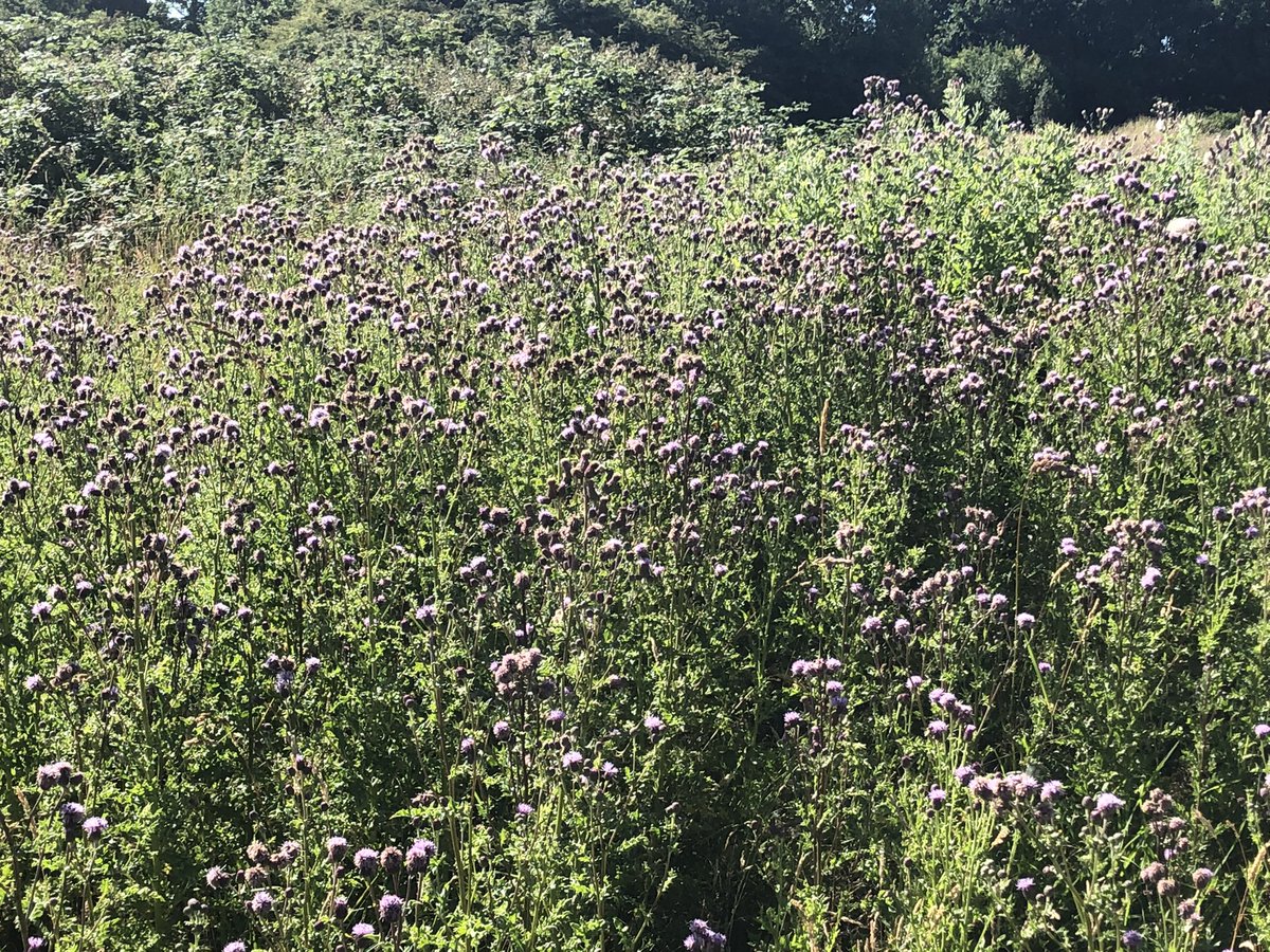 ClaireGribben6's tweet photo. Lovely to see so m Beautiful to see so many bees and butterflies enjoying the Millbeck Wildlife Reserve at the back of King George V playing fields. Not great pictures but it is teeming with life! #leftfornature https://t.co/6XZtTF2Urm