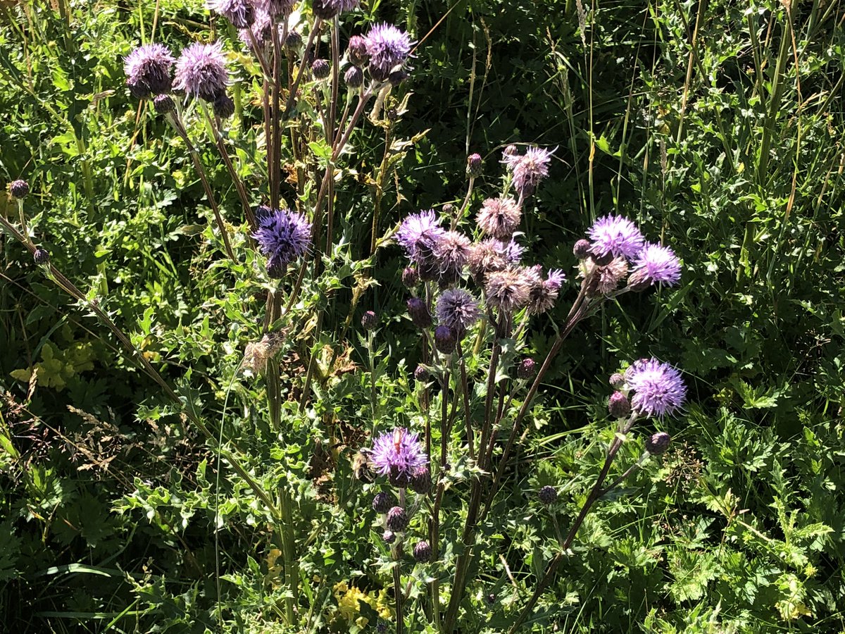 ClaireGribben6's tweet photo. Lovely to see so m Beautiful to see so many bees and butterflies enjoying the Millbeck Wildlife Reserve at the back of King George V playing fields. Not great pictures but it is teeming with life! #leftfornature https://t.co/6XZtTF2Urm
