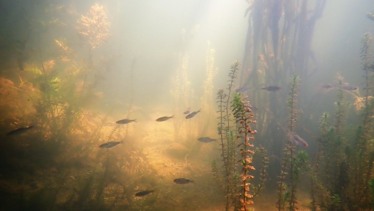 numenini's tweet image. In the River Brett, besides Perch, big shoals of fish fry - Roach? 
Could this be a Chub fry among the young Three-spined Sticklebacks in the shallows?
#perch #RiverBrett #Hadleigh #Babergh #Suffolk #suffolkrivers #stickleback #freshwaterfishes #freshwaterfish #Sticklebacks 
3/6