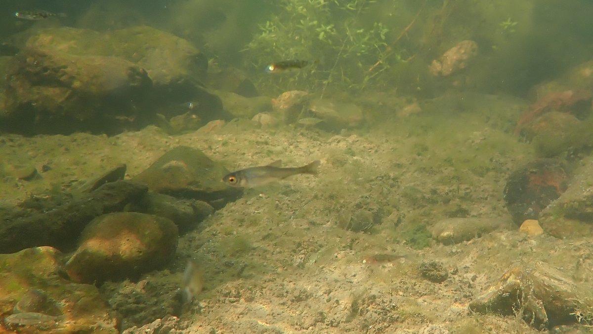 numenini's tweet image. In the River Brett, besides Perch, big shoals of fish fry - Roach? 
Could this be a Chub fry among the young Three-spined Sticklebacks in the shallows?
#perch #RiverBrett #Hadleigh #Babergh #Suffolk #suffolkrivers #stickleback #freshwaterfishes #freshwaterfish #Sticklebacks 
3/6