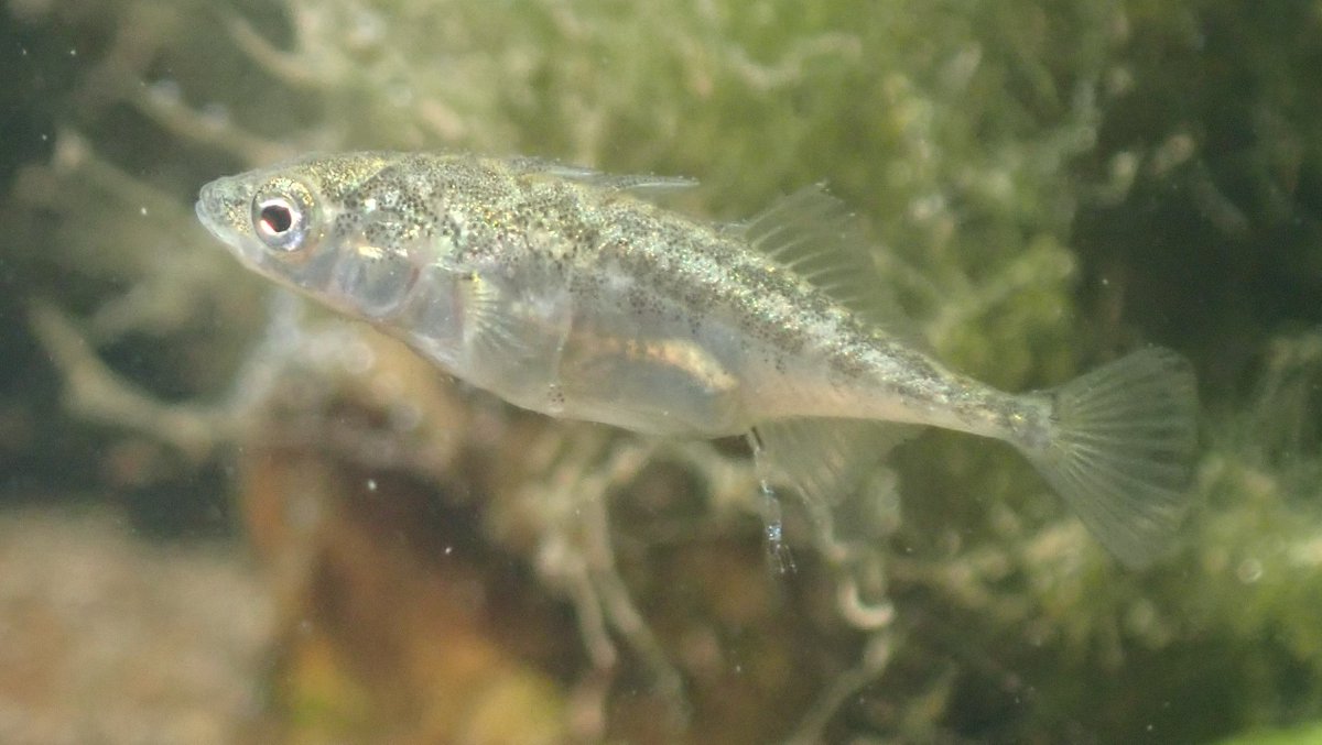 numenini's tweet image. In the River Brett, besides Perch, big shoals of fish fry - Roach? 
Could this be a Chub fry among the young Three-spined Sticklebacks in the shallows?
#perch #RiverBrett #Hadleigh #Babergh #Suffolk #suffolkrivers #stickleback #freshwaterfishes #freshwaterfish #Sticklebacks 
3/6