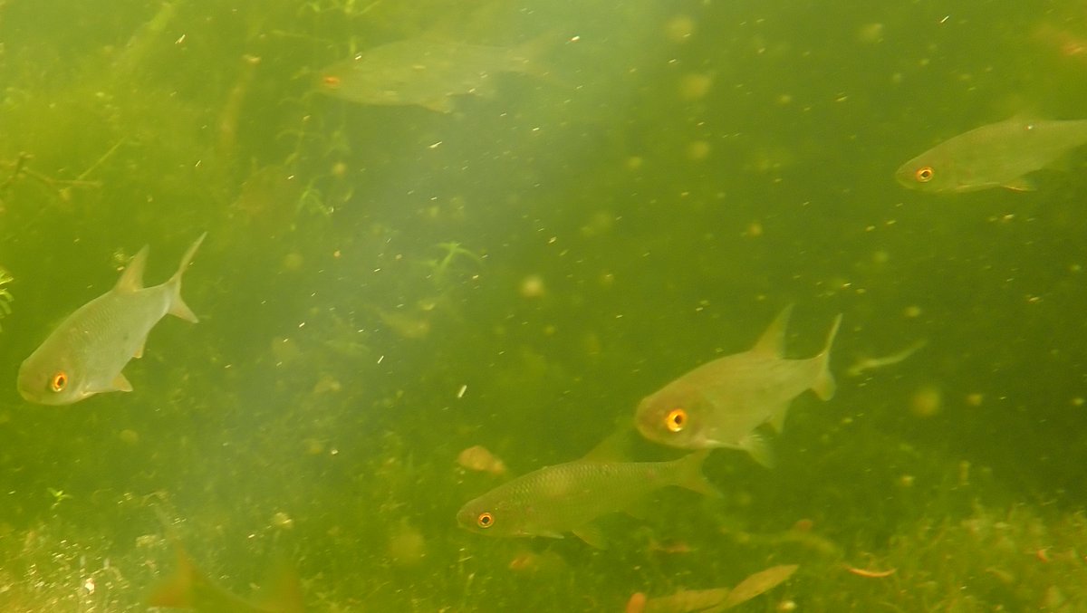 numenini's tweet image. Sadly seems quite a lot of the Roach in the glorious big fish shoal in the River Brett at Kersey Mill were diseased. Mostly the fish - including Perch, Chub &amp;amp; a few Rudd - were young, but there were a few bigger ones. 
#RiverBrett #Hadleigh #Babergh #Suffolk #suffolkrivers
2/6