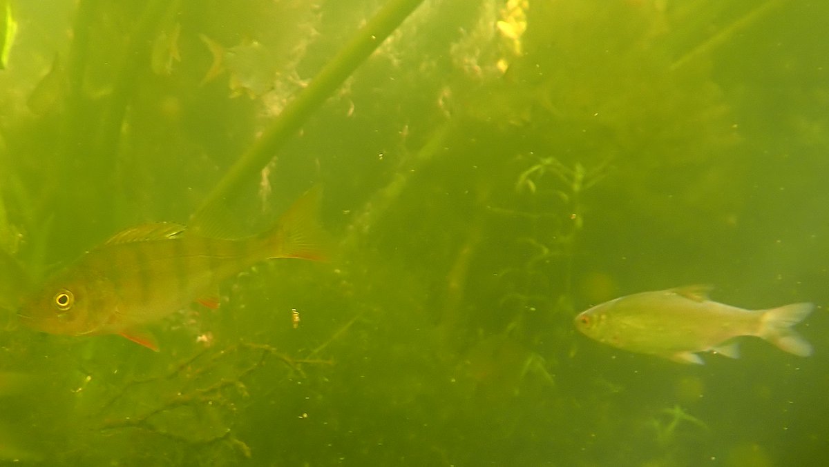 numenini's tweet image. Sadly seems quite a lot of the Roach in the glorious big fish shoal in the River Brett at Kersey Mill were diseased. Mostly the fish - including Perch, Chub &amp;amp; a few Rudd - were young, but there were a few bigger ones. 
#RiverBrett #Hadleigh #Babergh #Suffolk #suffolkrivers
2/6