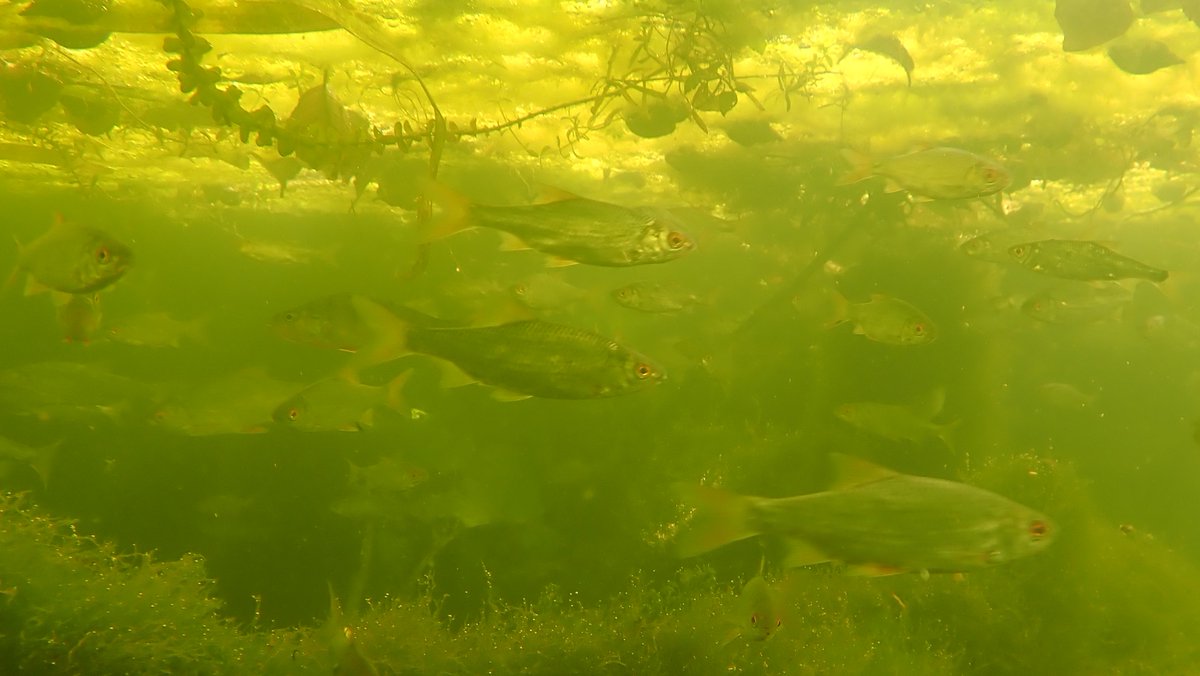 numenini's tweet image. Sadly seems quite a lot of the Roach in the glorious big fish shoal in the River Brett at Kersey Mill were diseased. Mostly the fish - including Perch, Chub &amp;amp; a few Rudd - were young, but there were a few bigger ones. 
#RiverBrett #Hadleigh #Babergh #Suffolk #suffolkrivers
2/6