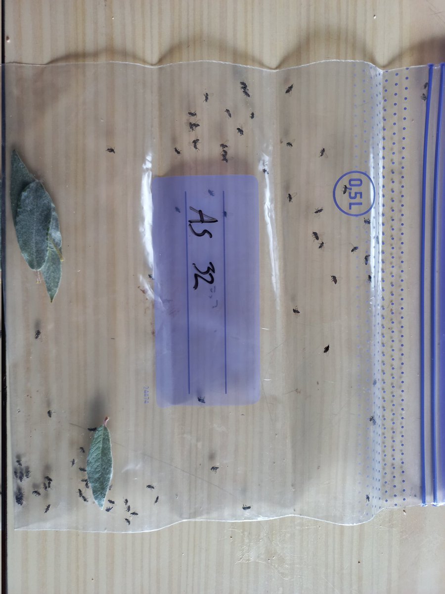 MiguelVillosPe's tweet photo. When there are more midges than leaves in your field sample! #Fieldwork life in #Landmod project,@CharterArctic, @DigGeoUef https://t.co/eebiPgv7Bf