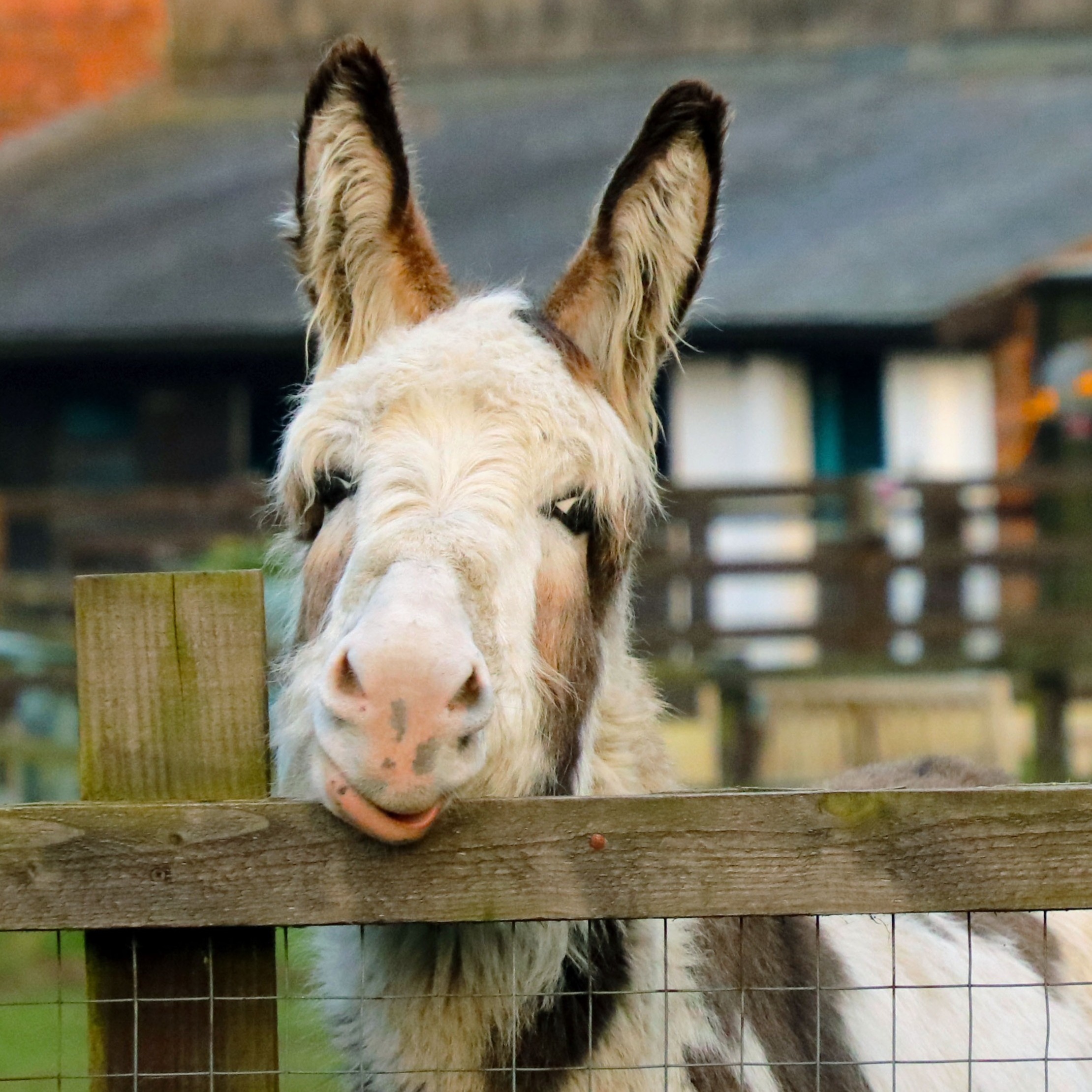 The Donkey Sanctuary (@DonkeySanctuary) / Twitter
