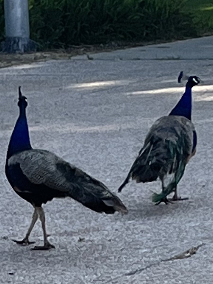 leahpearltwt's tweet photo. sunsets are cool but peacocks and cats are cooler https://t.co/5PPsAy9RLI