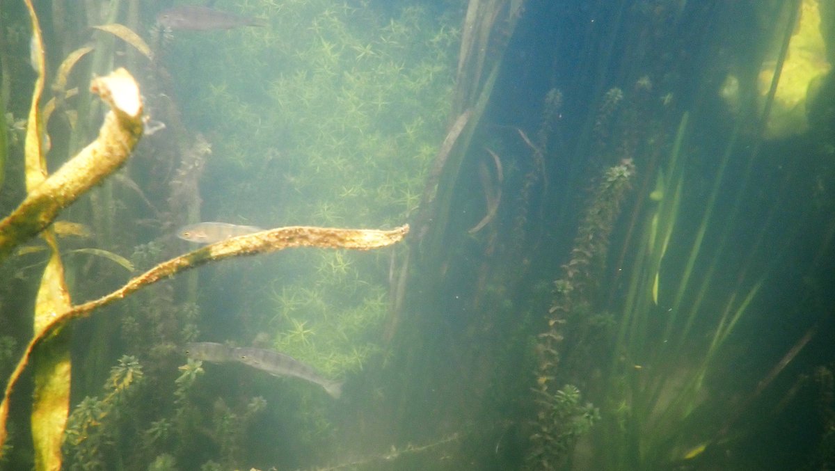 numenini's tweet image. In the River Brett, besides Perch, big shoals of fish fry - Roach? 
Could this be a Chub fry among the young Three-spined Sticklebacks in the shallows?
#perch #RiverBrett #Hadleigh #Babergh #Suffolk #suffolkrivers #stickleback #freshwaterfishes #freshwaterfish #Sticklebacks 
3/6