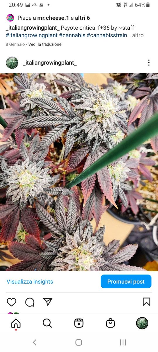 Holy buds by #italiangrowingplant
#CannabisCommunity #cannabisculture #CannabisLifestyle #cannabis #420friendly #stonedfam #growingindoor