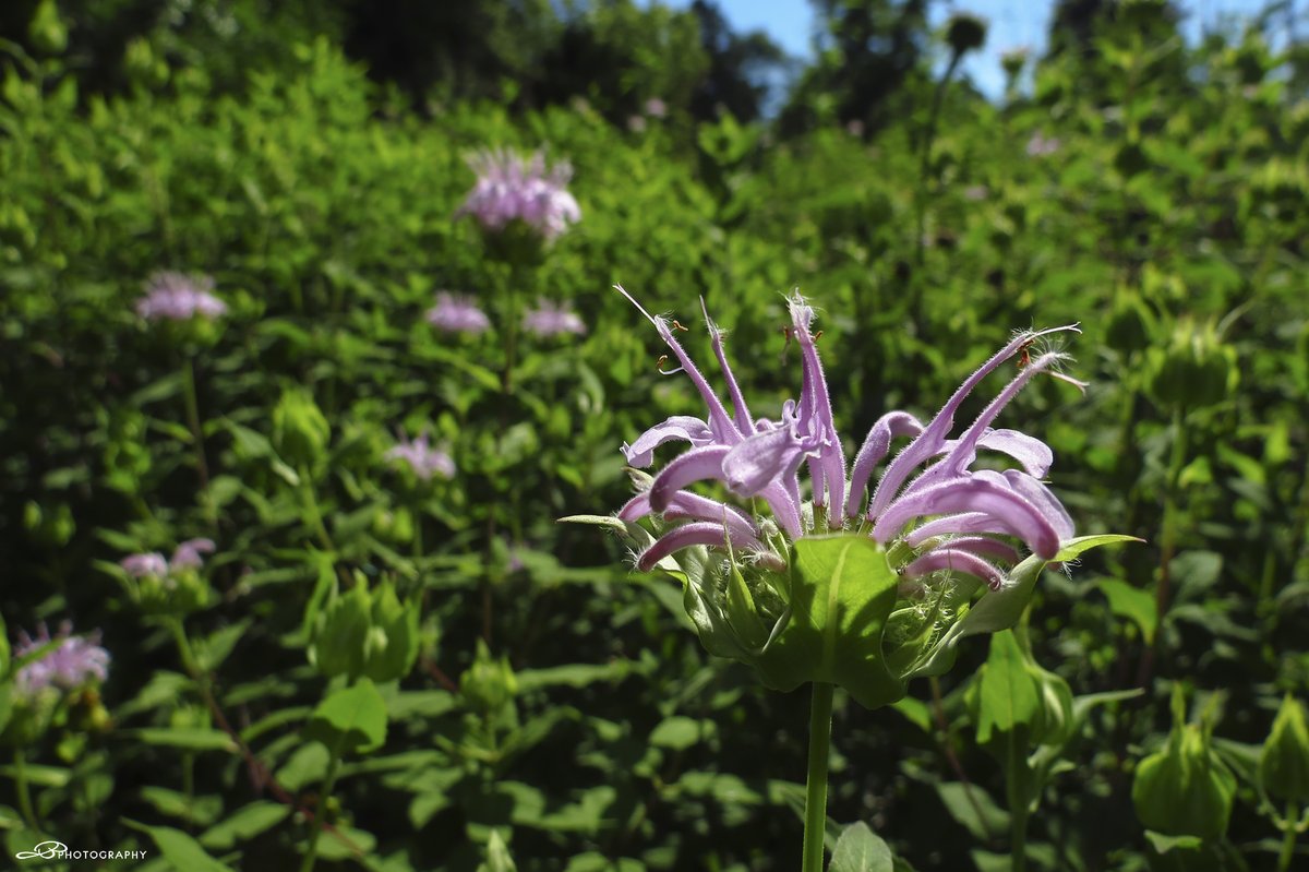 My main #NativeGarden is blooming more and more every day. The next few weeks will be fun!