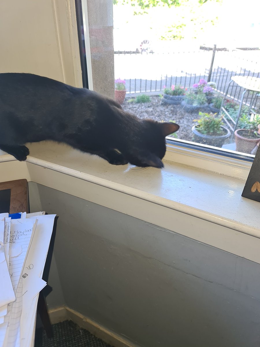 kenyahoyland's tweet image. Got It  #flycatching #caughtit #panfursquad #CatsOfTwitter     🐾🖤🐈‍⬛