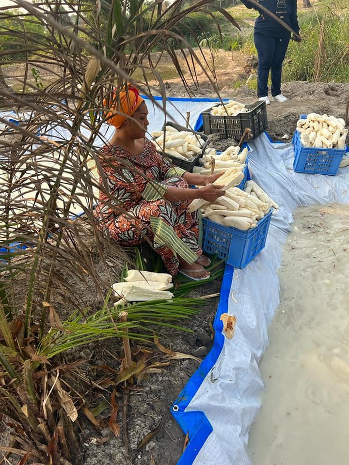 HamidaKamerhe's tweet photo. Nous venons d’entamer la récolte de notre manioc sur un étendu de 50 hectares, en lieu et place de notre projet pilote .
‘’Recommande à l'Eternel tes oeuvres, Et tes projets réussiront."
Proverbes 16 : 3
Manioc ya PEMBE 
￼
Courage aux agriculteurs ! 
Bon dimanche à tous !
HCK https://t.co/knqGJK9DQk