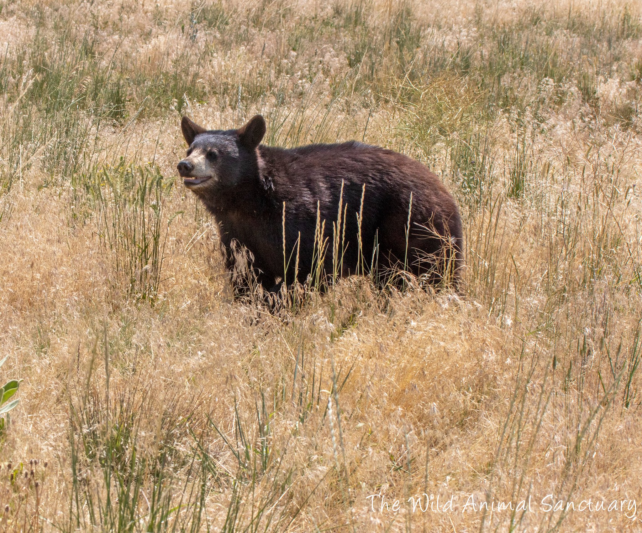 The Wild Animal Sanctuary on Twitter: The Wild Animal Sanctuary on Twitter: