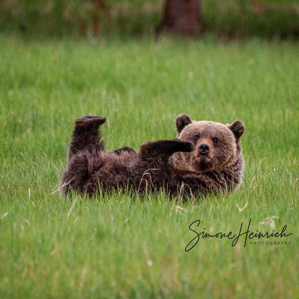 Lazy Sunday with the locals. 😴

Please remember to give all wildlife space and if you're hitting the trails, don't forget your bear spray! 

Photo by: @simoneheinrichphotography on IG
#MyJasper | #VentureBeyond