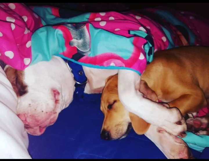 SECUIRES's tweet photo. Por ayuden a compartir 🙏🏼
Estás ternurita están en busca de un hogar definitivo lleno de amor ❤️
#AdoptaNoCompres https://t.co/EJ6kKEHYVI