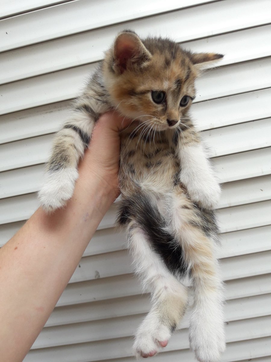 Київ ‼️‼️
Є п'ять маленьких кошенят у моєї сусідки, їм потрібен дім, любляча родина і лагідні руки. Можливо, хтось хоче завести собі пухнасте золотце? 
Звертатися за телефоном - +380994920361