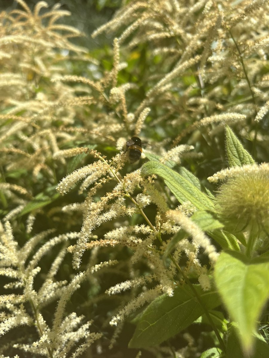 eshelman_s's tweet photo. Got to be a member of the @EdiBeeBrigade today! 🐝 Best way to enjoy a sunny Scottish summer day is to play  #BingoBees at @TheBotanics. Great to see #CitizenScience at work!  Follow @EdiBeeBrigade for more information on their research and future events https://t.co/fGrFNYKfHS